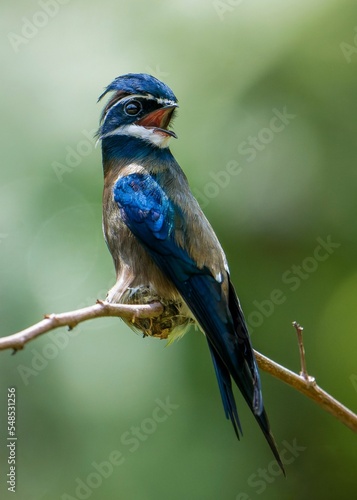 Vertical shot of a female whiskered treeswift on a branch photo