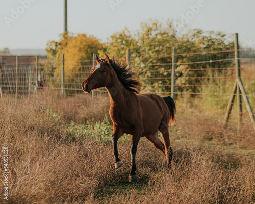 Horse trotting in the field photo