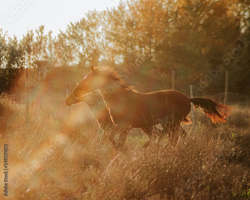 Horses trotting in the field