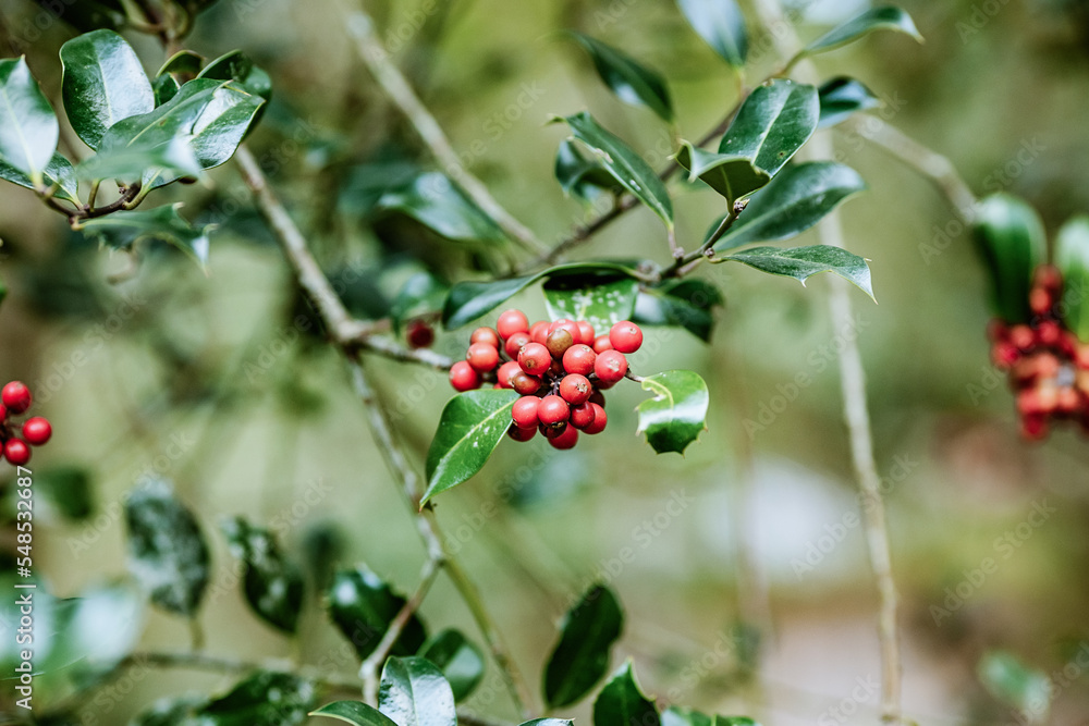Tree branch with red berries Tree branch with red berries
