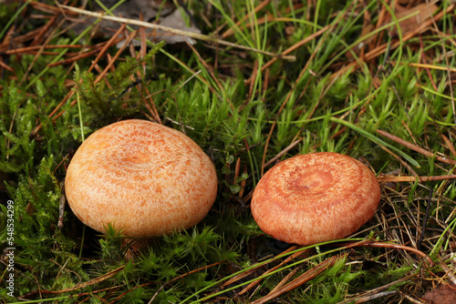 Comparison of mushrooms, which from above are easy to confuse. On the left is the tasty and edible mushroom saffron milk cap and on the right is the conditionally edible woolly milkcap.