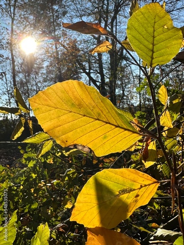 Obraz na płótnie Herbst Blätter w salonie