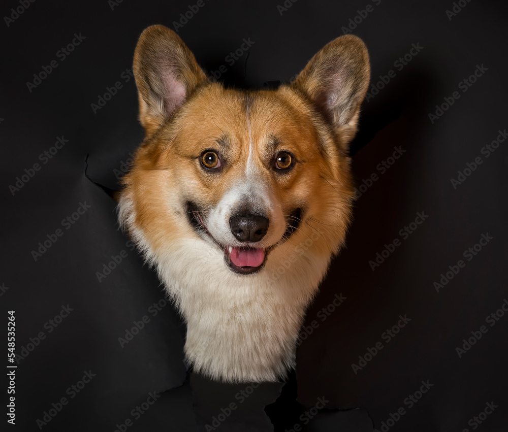 portrait of a funny smart corgi puppy peeking out of a torn hole on a background of black insulated paper and smiling