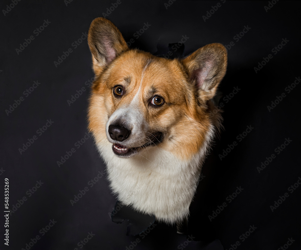 funny smart corgi puppy peeking out of a torn hole on a background of black insulated paper and smiling