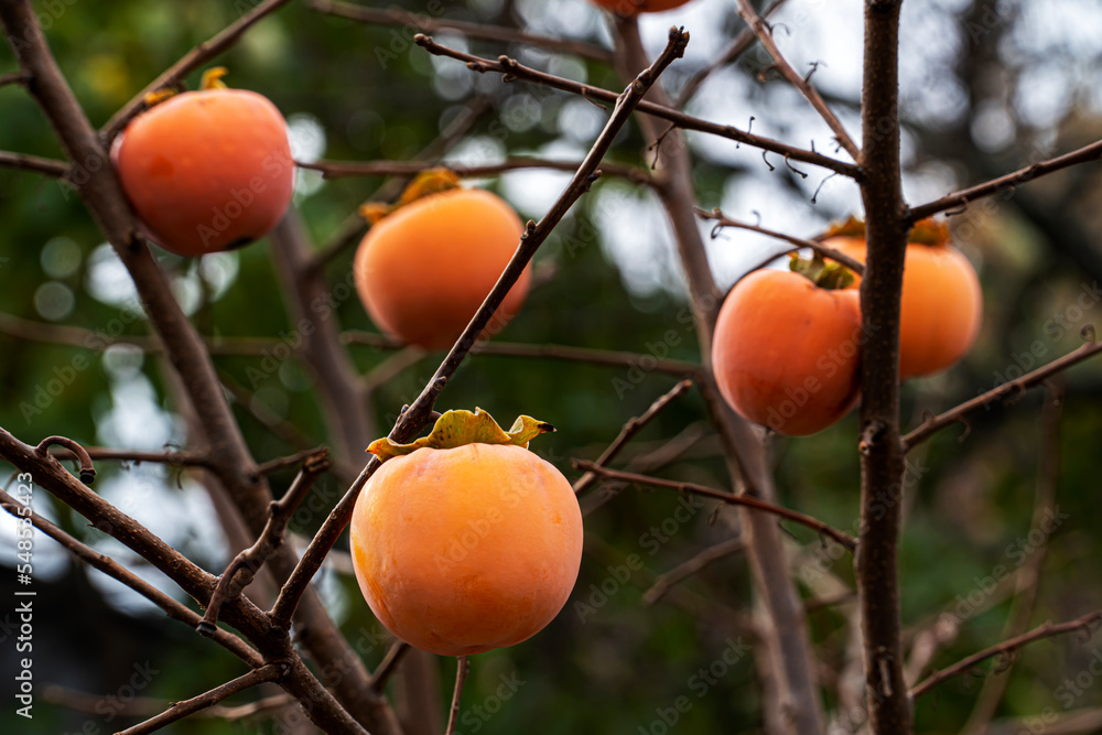 Persimmon fruits on trees in an autumn garden. Persimmon fruit, persimmon tree with persimmon fruit