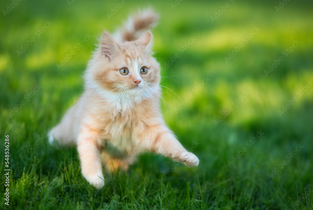 Cute, Long-Haired Kitten Playing on the Lawn