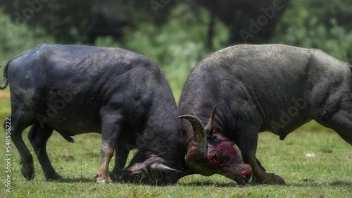 Quadro su tela Closeup of two water buffalos struggling with horns in the forest