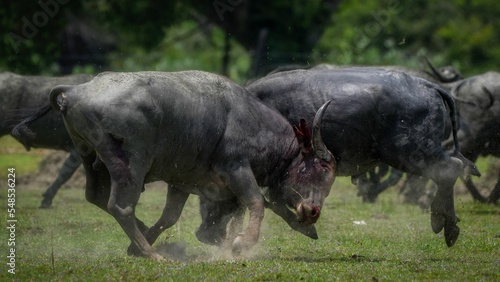 Closeup of two water buffalos struggling with horns in the forest photo