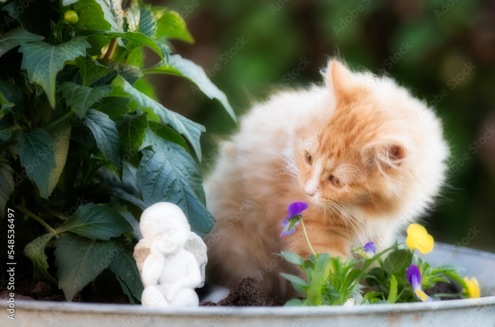 Cute, Curious, Long-Haired Kitten Examining a Miniature Sculpture