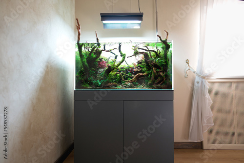  Beautiful freshwater aquascape with live aquarium plants, Frodo stones, redmoor roots covered by java moss and a school of blue neon tetra fish. Standing in room with window and curtain. photo