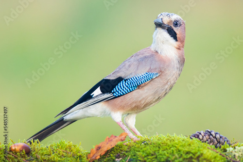 Bird sitting on grass with opened beak photo