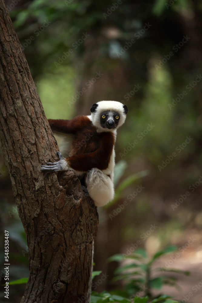 Obraz premium Coquerel's sifaka in the Tana part. White sifaka on the Madagascar island. Madagascar fauna. White sifaka with brown part of body. 