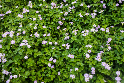 a bed of Chinese violet plants or also known as coromandel  Asystasia gangetica  with beautiful blooming purple flowers 
