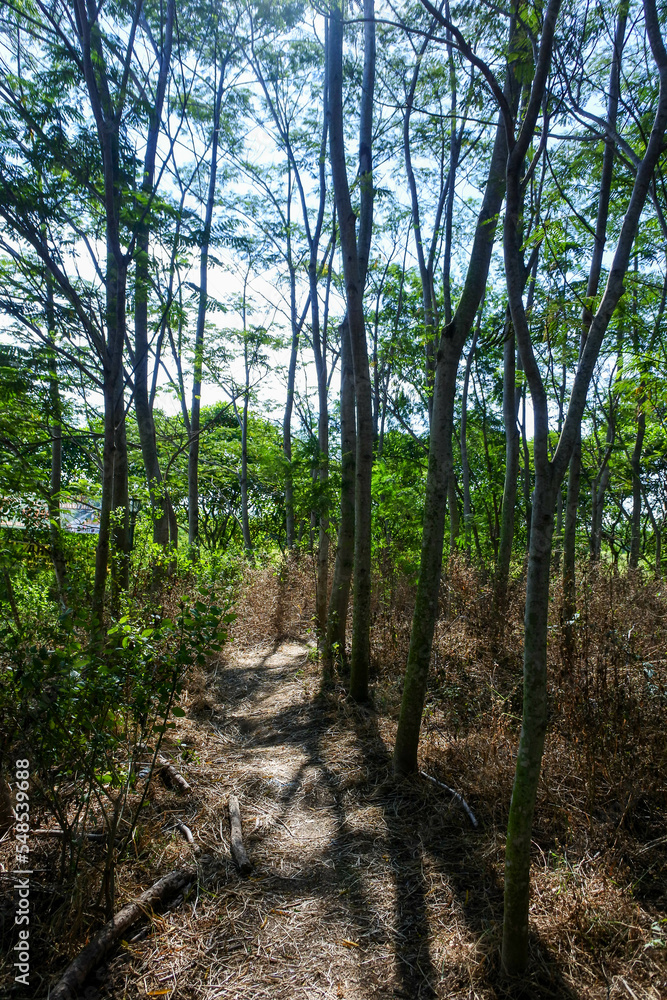 a small path with tree shadows in the middle of a dark forest a small path with tree shadows in the middle of a dark forest