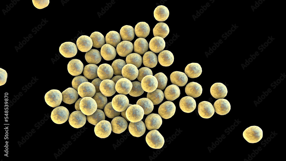 Bacteria methicillin-resistant Staphylococcus aureus MRSA Bacteria methicillin-resistant Staphylococcus aureus MRSA