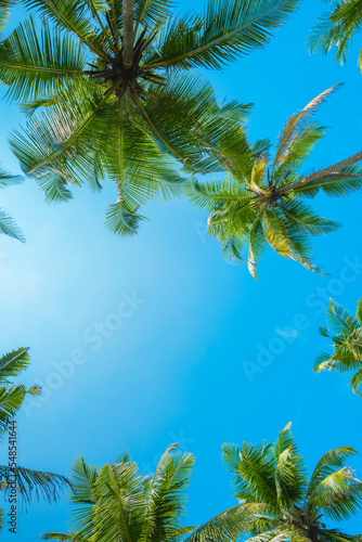 Tropical coconut palm trees with clear blue sky as copy space background low angle view