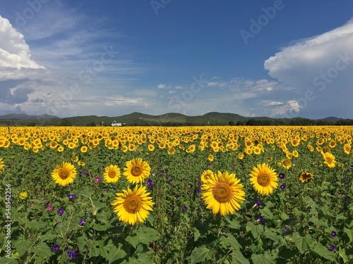 girasol