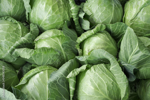 Green cabbage in the market. Organic background of cabbages. 