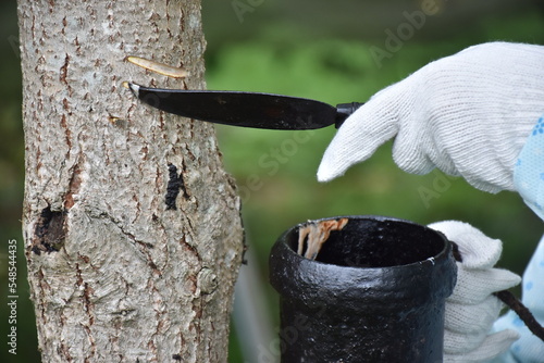 Tapping Japanese lacquer urushi trees (Toxicodendron vernicifluum) in Okukuji area of Ibaraki Prefecture in Japan, special handmade tools are required. photo