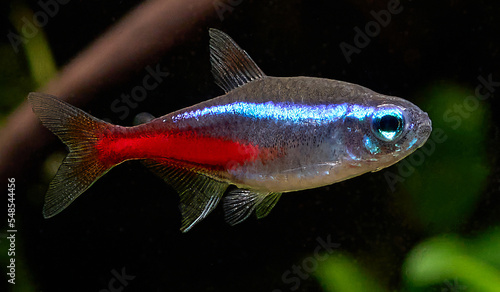 Fotografie Closeup of blue neon tetra fish isolated on blurred plant background