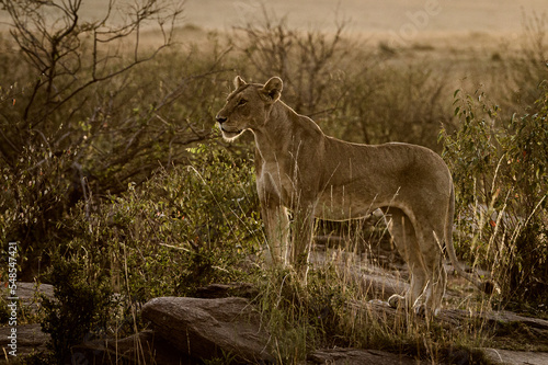 lioness in the grass with rim light effect shot against morning sun.
