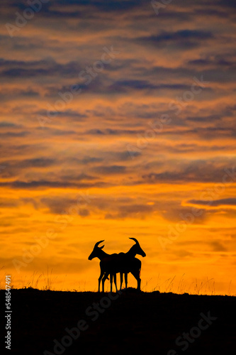 silhouette of Topi antelope  deer