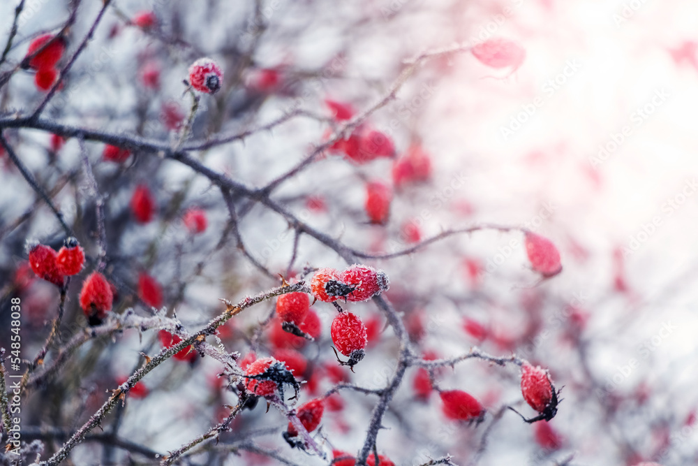Rosehip berries covered with frost on a bush in winter in sunny weather Rosehip berries covered with frost on a bush in winter in sunny weather