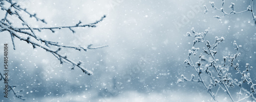 Atmospheric winter view with frost covered tree branches and dry plants in forest on blurred background during snowfall