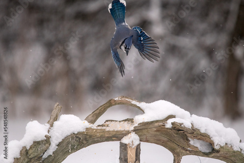 Fototapeta blue jay in the snow