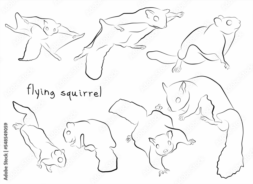 Fototapeta premium flying squirrel set vector illustration