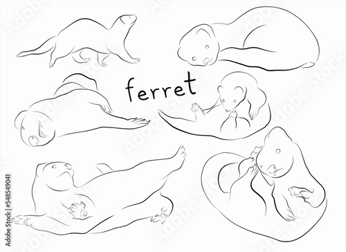 set of ferret outline illustration vector