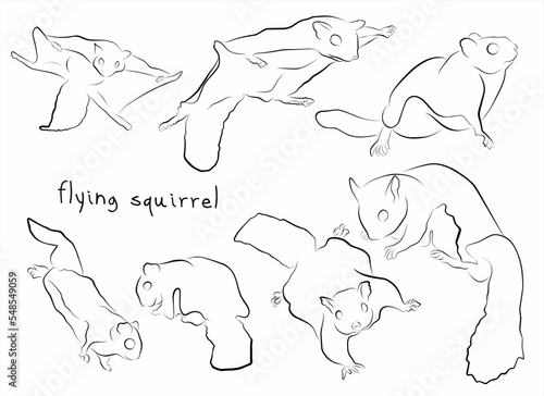flying squirrel set vector illustration
