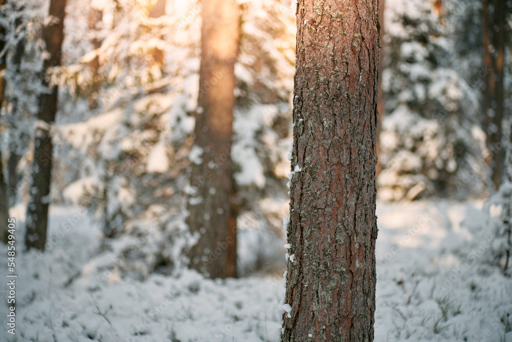 Tree trunk in the mountain woods. Close-up of the evergreen pile tree bark.