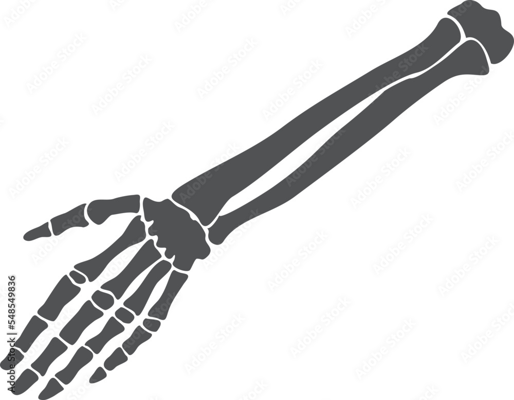 Skeleton hand. Human bone structure. Medical anatomy Skeleton hand. Human bone structure. Medical anatomy