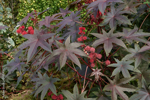 Ricinus communis photo