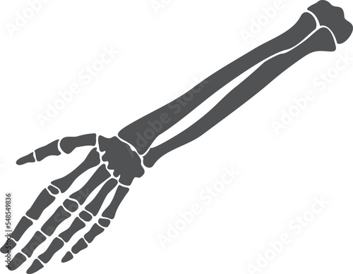 Skeleton hand. Human bone structure. Medical anatomy