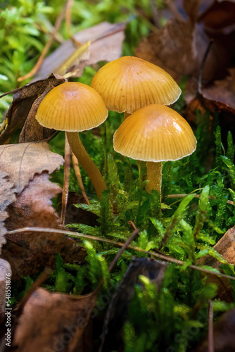 small inedible toadstool mushrooms grow in moss in the forest on a sunny day