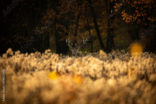 Fototapeta Naklejka Na Ścianę i Meble -  Jeleń Szlachetny