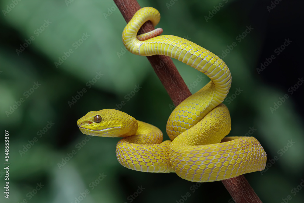Yellow White-lipped Pit Viper closeup, angry yellow viper snake, viper snake front view, animals closeup Yellow White-lipped Pit Viper closeup, angry yellow viper snake, viper snake front view, animals closeup