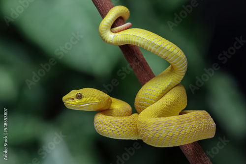 Yellow White-lipped Pit Viper closeup, angry yellow viper snake, viper snake front view, animals closeup 