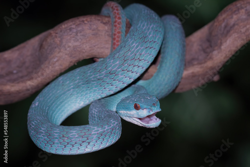 Blue pit viper closeup on branch, blue snake insularis, trimeresurus Insularis