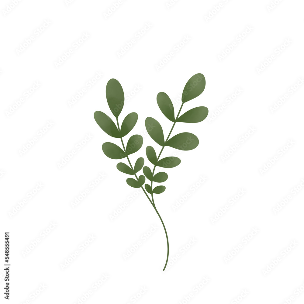 plant isolated on white background plant isolated on white background