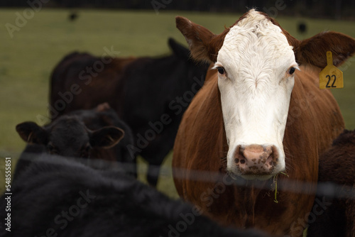 cows in a field with one cow staring at the camera