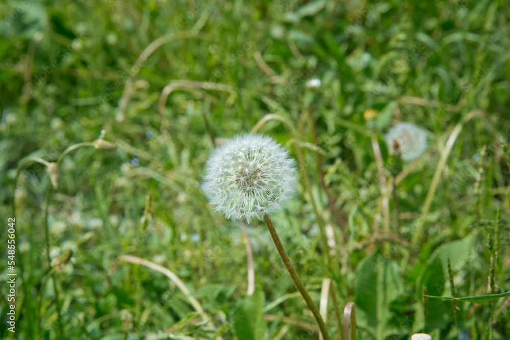 beuatiful blowing dandolion in dark green grass in springtime .Macro shot with a well-defined depth of field, White dandelion, wildflowers, botany . close up to the dandelion flower seedhead . beuatiful blowing dandolion in dark green grass in springtime .Macro shot with a well-defined depth of field, White dandelion, wildflowers, botany . close up to the dandelion flower seedhead .