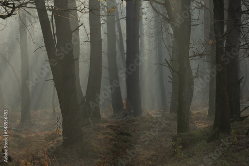 Obraz na płótnie Mgła w lesie w salonie