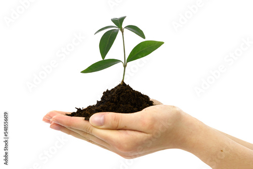 Organic new life concept - female hands holding young plant of  Periwinkle with soil on transparent background.