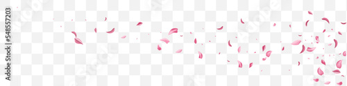 Pink Blossom Beauty Vector Transparent Panoramic