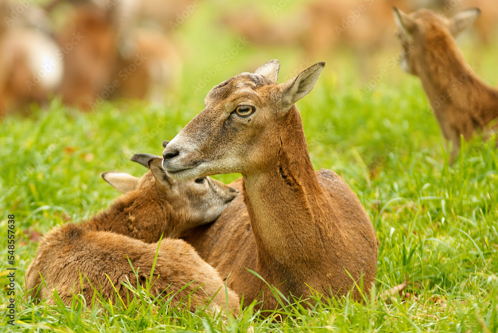 Female mouflon with a male cub, 2 mouflon lying in the grass. European mouflons, ovis aries musimon. Female mouflon with a male cub, 2 mouflon lying in the grass. European mouflons, ovis aries musimon.