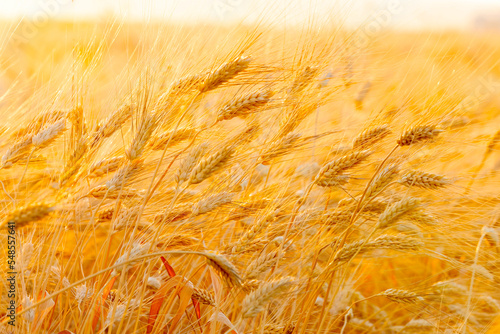 Wheat field at the sunrise