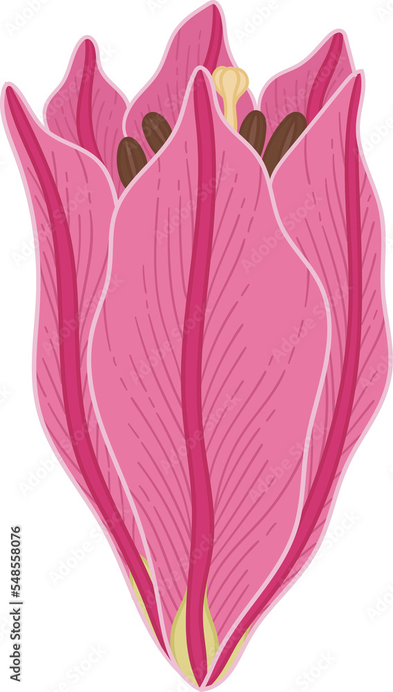 Hand drawn pink lily flower